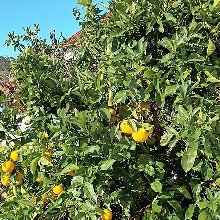 Casa Da Risca Amarela Alloggio in famiglia
