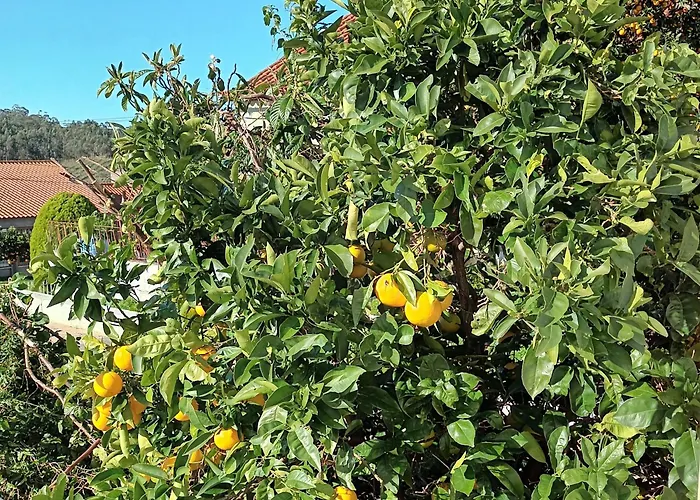 Casa Da Risca Amarela منزل للإقامة